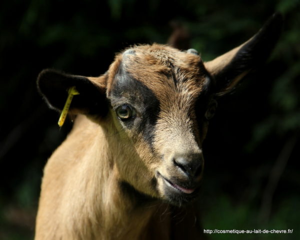 Chevreau